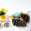 IMPODIO Bunga Pinus kering ukuran JUMBO - dekorasi rustic photograpy - close up