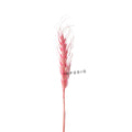 IMPODIO Gandum kering warna props fotografi Dried Wheat - props photo - dalam penggunaan