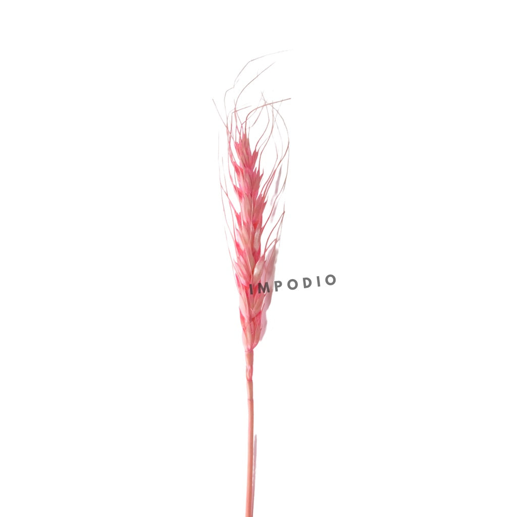 IMPODIO Gandum kering warna props fotografi Dried Wheat - props photo