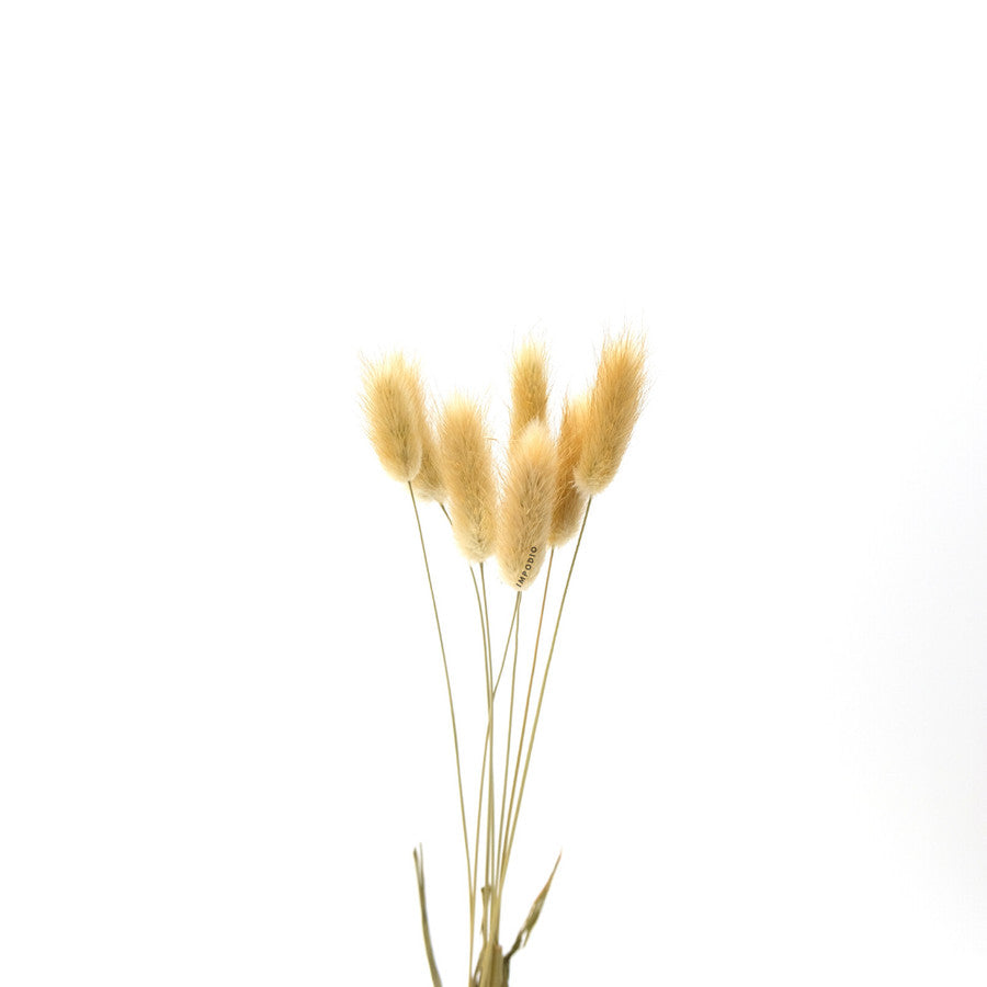 IMPODIO bunny tail putih IMPORT quality / bunga kering lagurus props foto