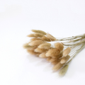 IMPODIO bunny tail putih IMPORT quality – bunga kering lagurus props - background putih