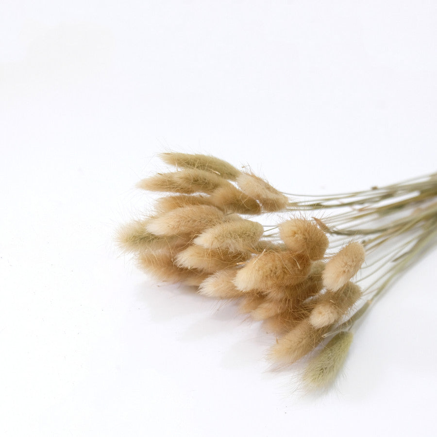 IMPODIO bunny tail putih IMPORT quality / bunga kering lagurus props foto