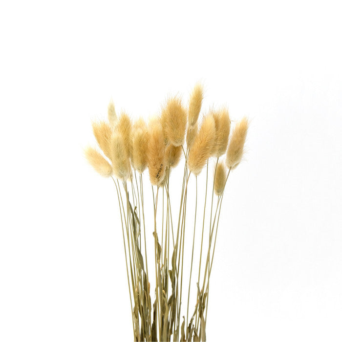 IMPODIO bunny tail putih IMPORT quality / bunga kering lagurus props foto