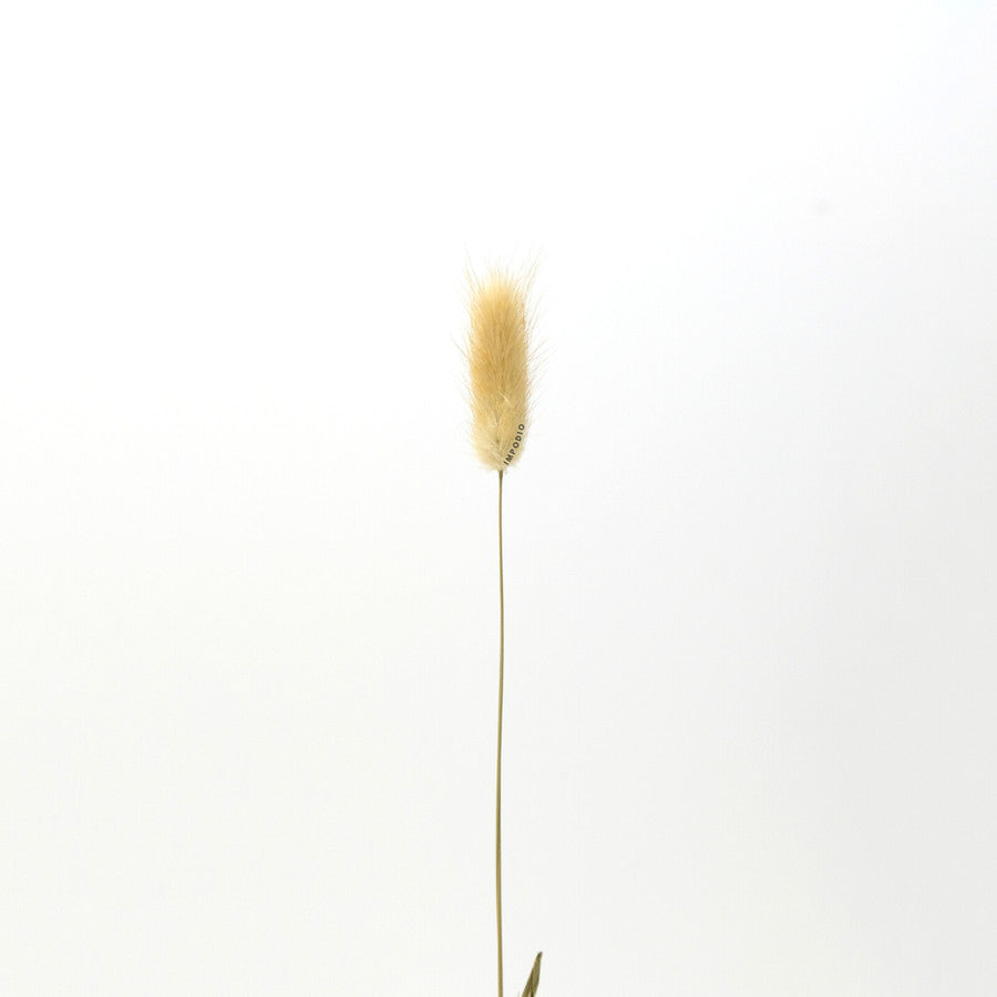 IMPODIO bunny tail putih IMPORT quality / bunga kering lagurus props foto