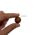 IMPODIO Natural Dried seed – Biji bentul bulat dan lonjong - background putih