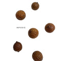 IMPODIO Natural Dried seed – Biji bentul bulat dan lonjong - lifestyle