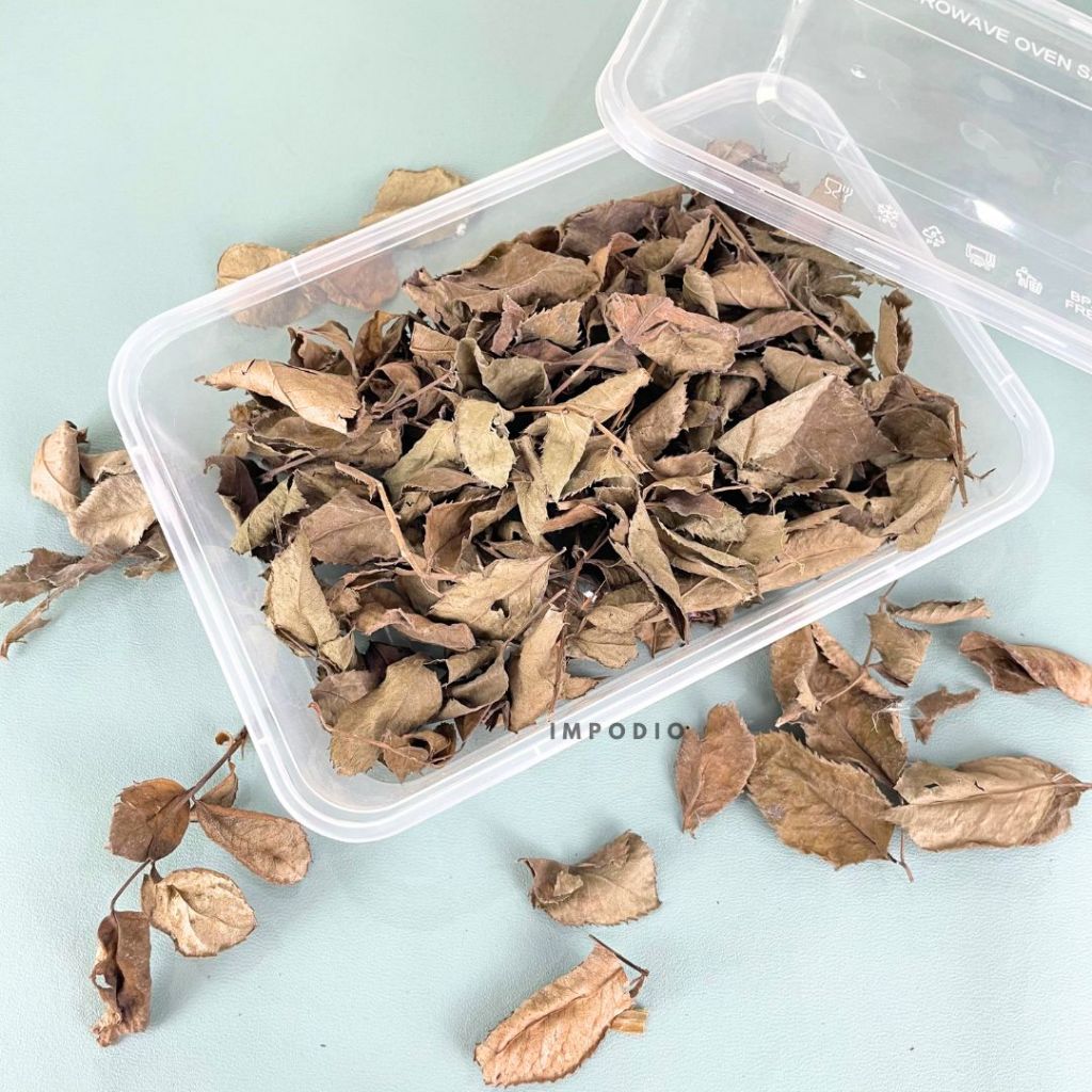 IMPODIO Paket Box Daun Kering - Properti Dekorasi Foto Produk