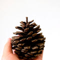 IMPODIO Bunga Pinus kering ukuran JUMBO - dekorasi rustic photograpy - tampak samping