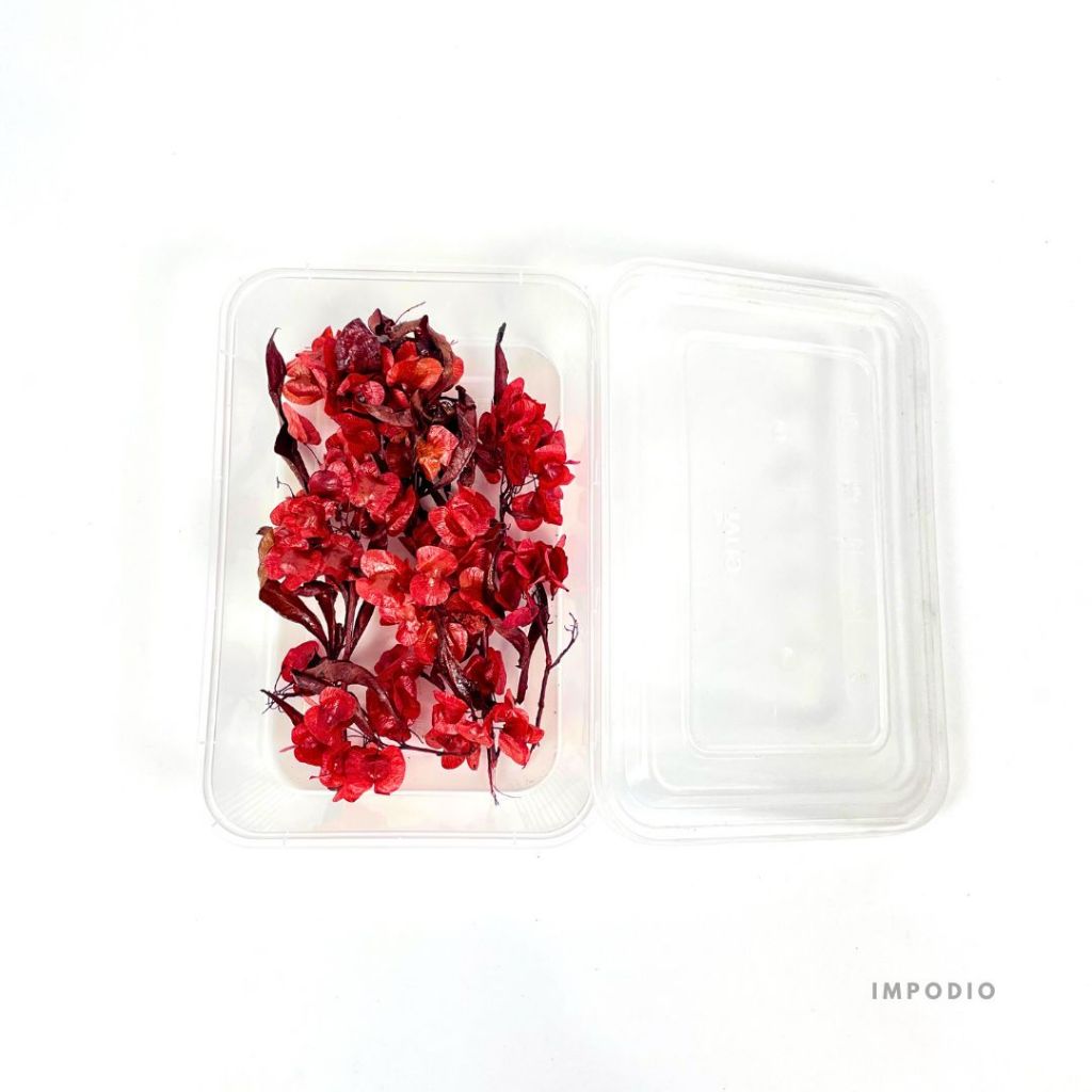 IMPODIO Dried Dodonea Flower Bunga Dekorasi Imlek Chinese Newyear - Dekorasi Foto Produk