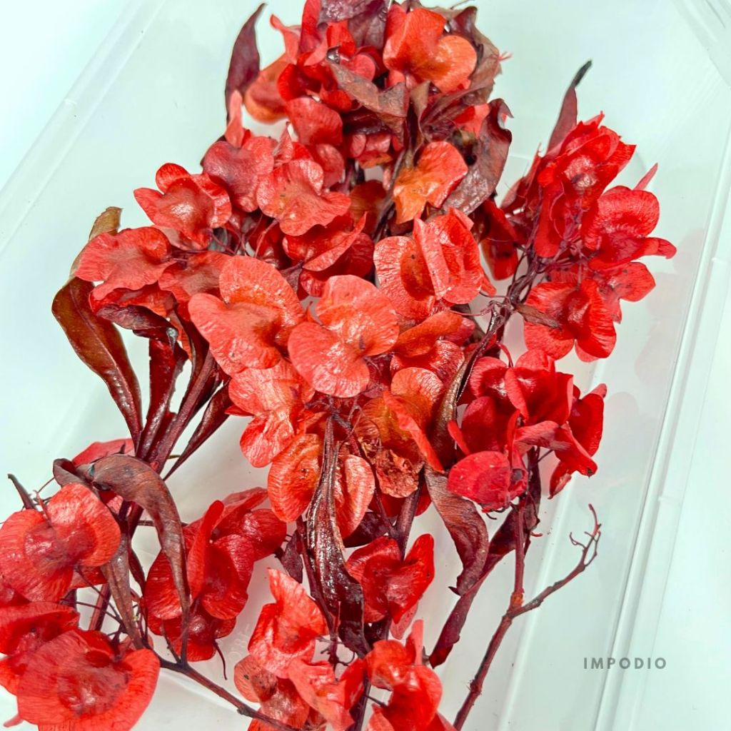 IMPODIO Dried Dodonea Flower Bunga Dekorasi Imlek Chinese Newyear - Dekorasi Foto Produk