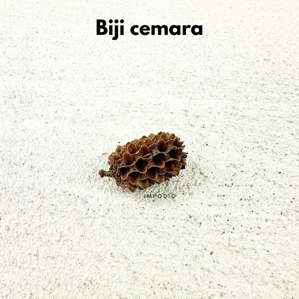 IMPODIO Bunga & Biji Kering Dekoratif Rustic Satuan - foto 11