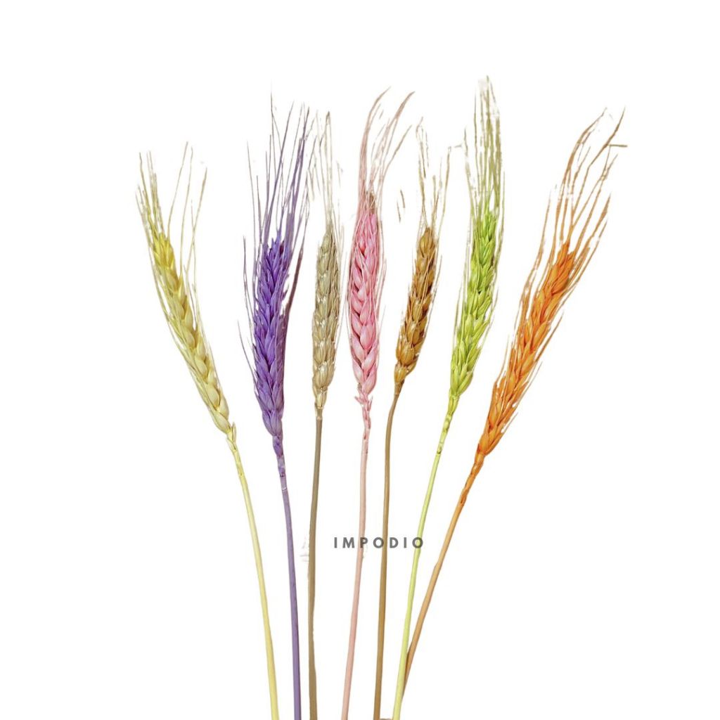IMPODIO Gandum kering warna props fotografi Dried Wheat - props photo