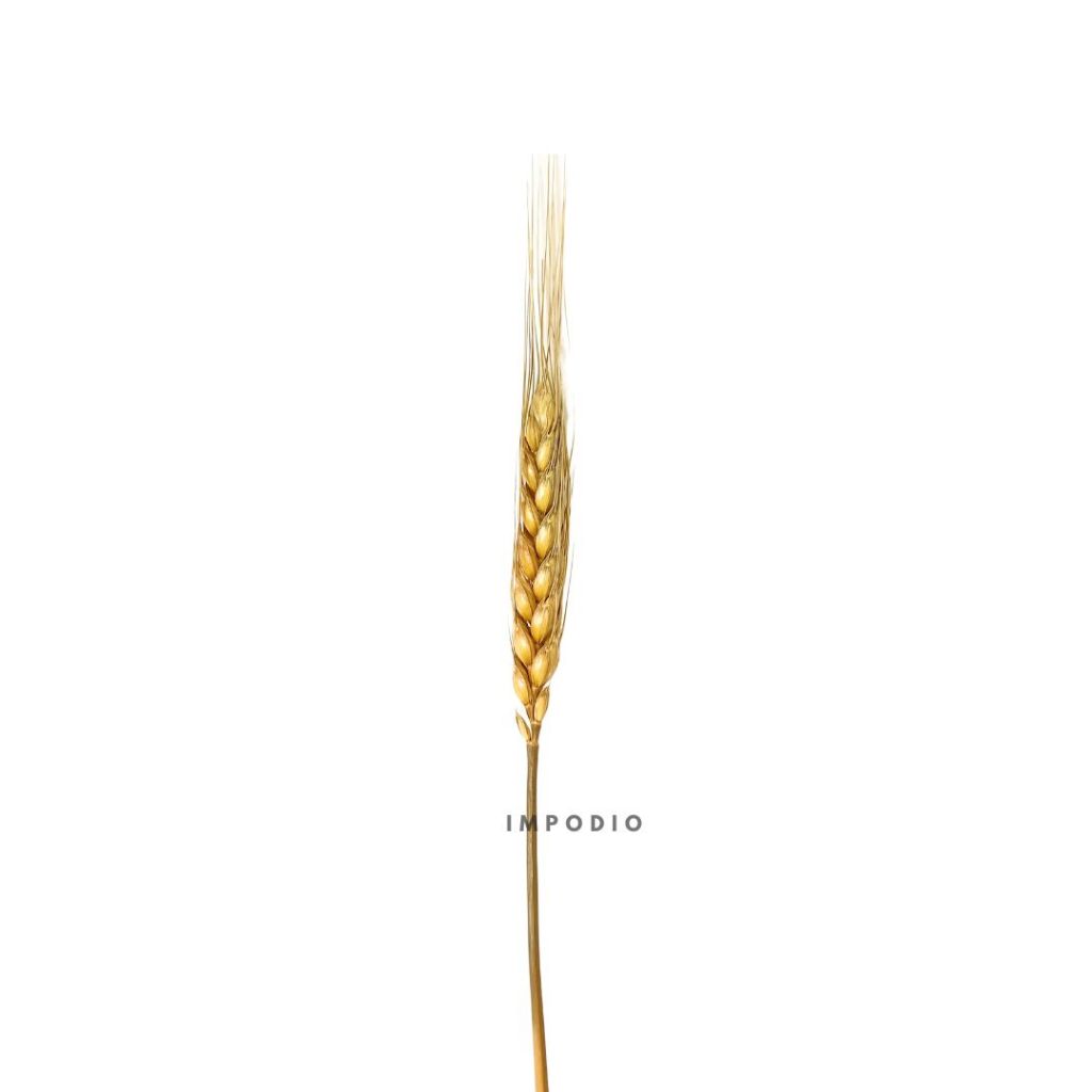 IMPODIO Gandum kering warna props fotografi Dried Wheat - props photo
