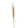 IMPODIO Gandum kering warna props fotografi Dried Wheat - props photo - background putih