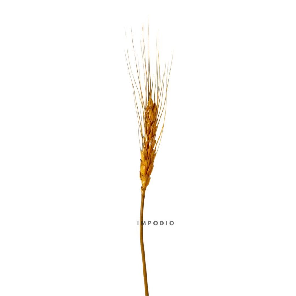 IMPODIO Gandum kering warna props fotografi Dried Wheat - props photo