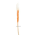 IMPODIO Gandum kering warna props fotografi Dried Wheat - props photo - foto 11