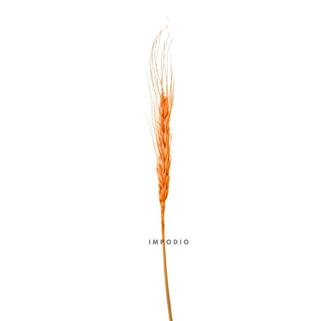 IMPODIO Gandum kering warna props fotografi Dried Wheat - props photo