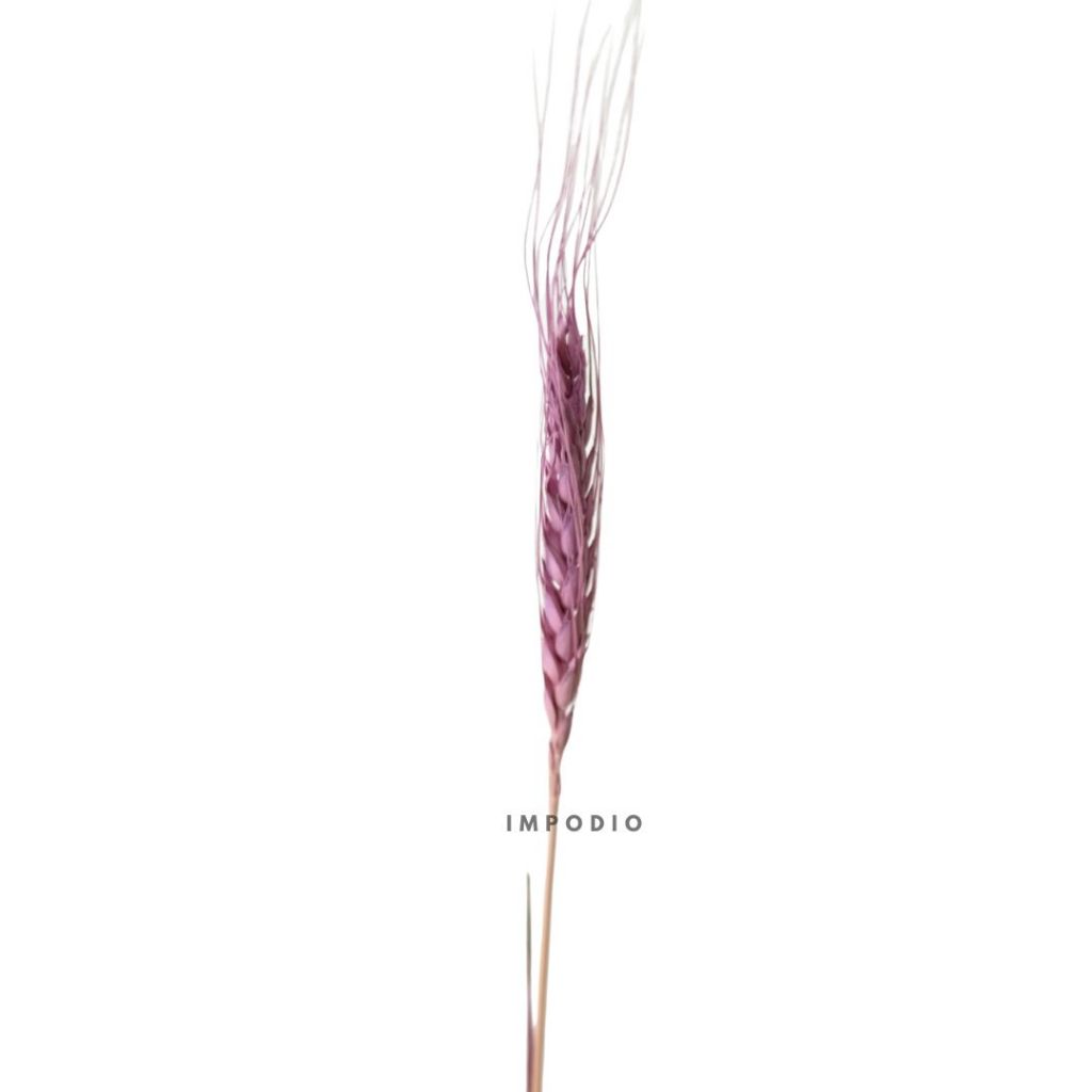IMPODIO Gandum kering warna props fotografi Dried Wheat - props photo