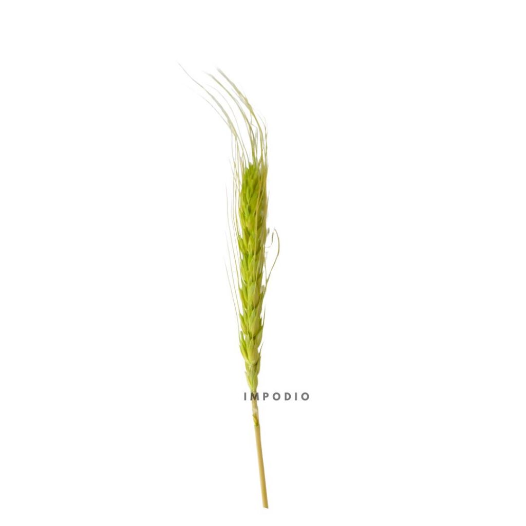 IMPODIO Gandum kering warna props fotografi Dried Wheat - props photo