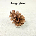 IMPODIO Bunga & Biji Kering Dekoratif Rustic Satuan - background putih