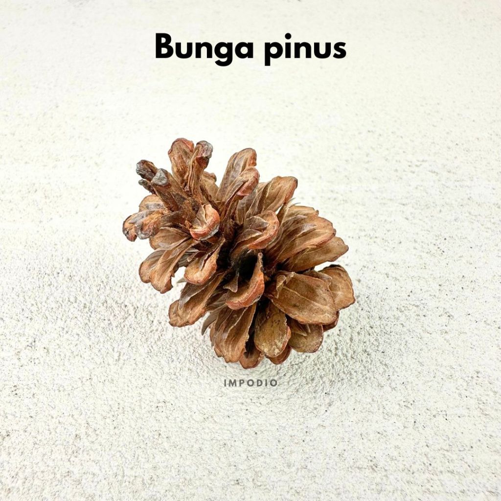 IMPODIO Bunga & Biji Kering Dekoratif Rustic Satuan - background putih