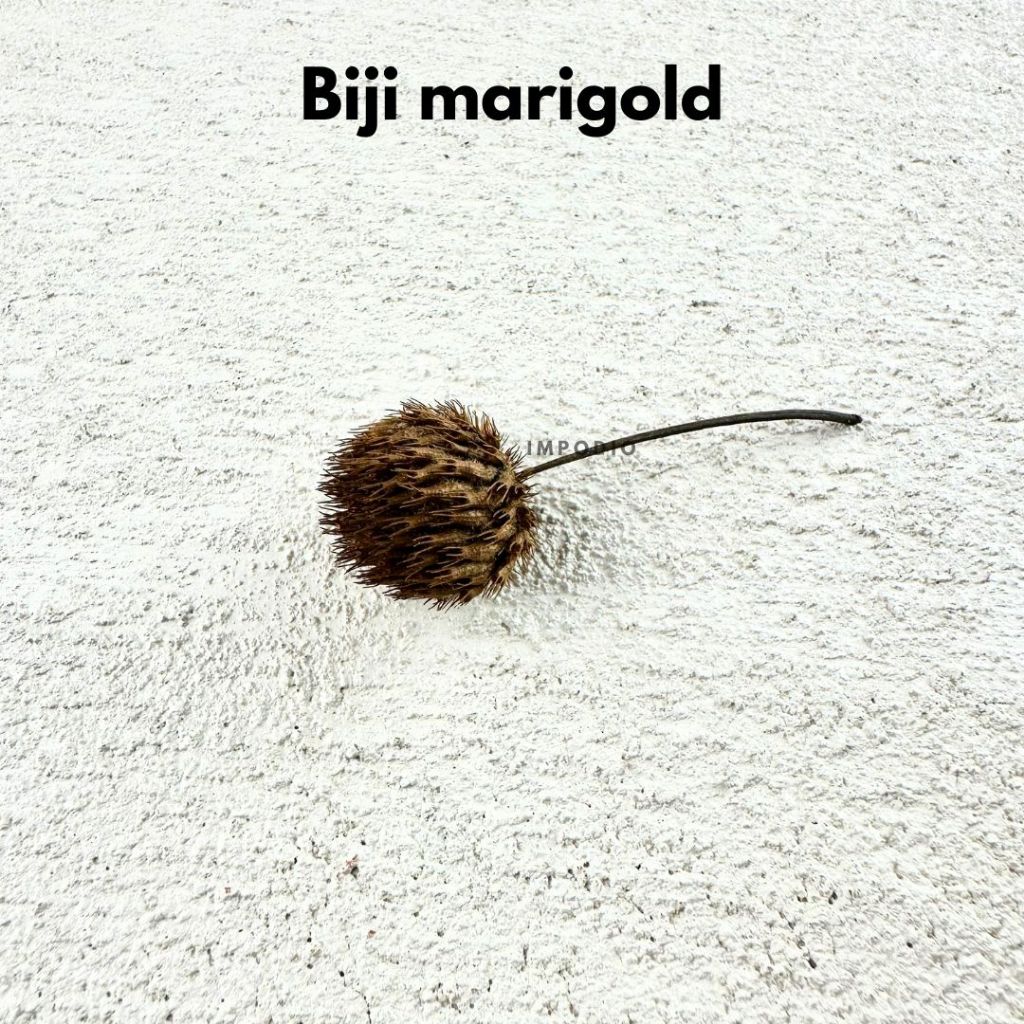 IMPODIO Bunga & Biji Kering Dekoratif Rustic Satuan - foto 12
