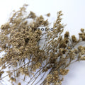 IMPODIO Paket 1 box dried flower and dried leaf - Props photo rustic - detail produk
