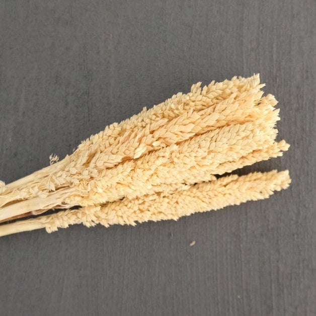 IMPODIO Bunga Cannel kering Dried flower photo props Cennel / Channel