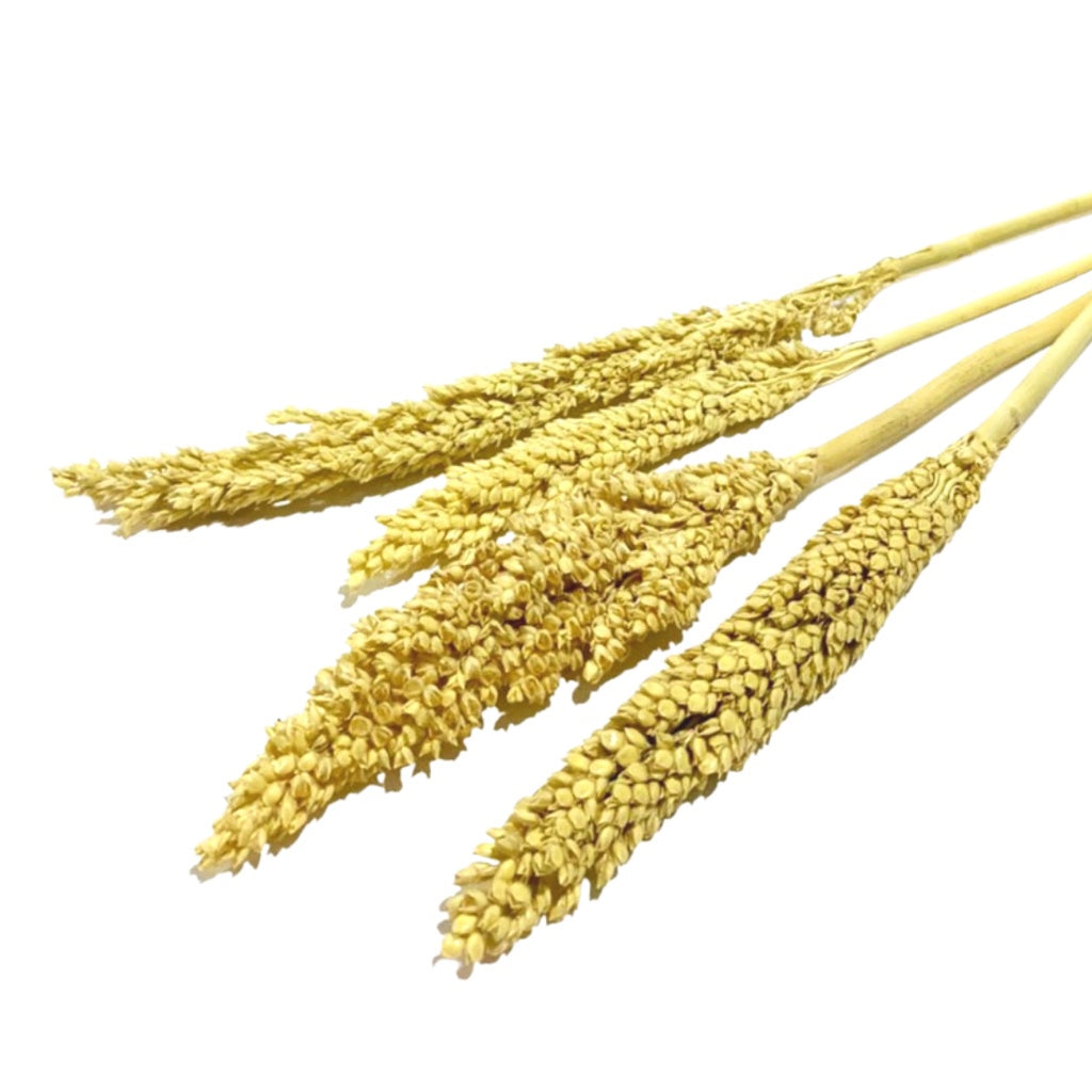 IMPODIO Bunga Cannel kering Dried flower photo props Cennel / Channel