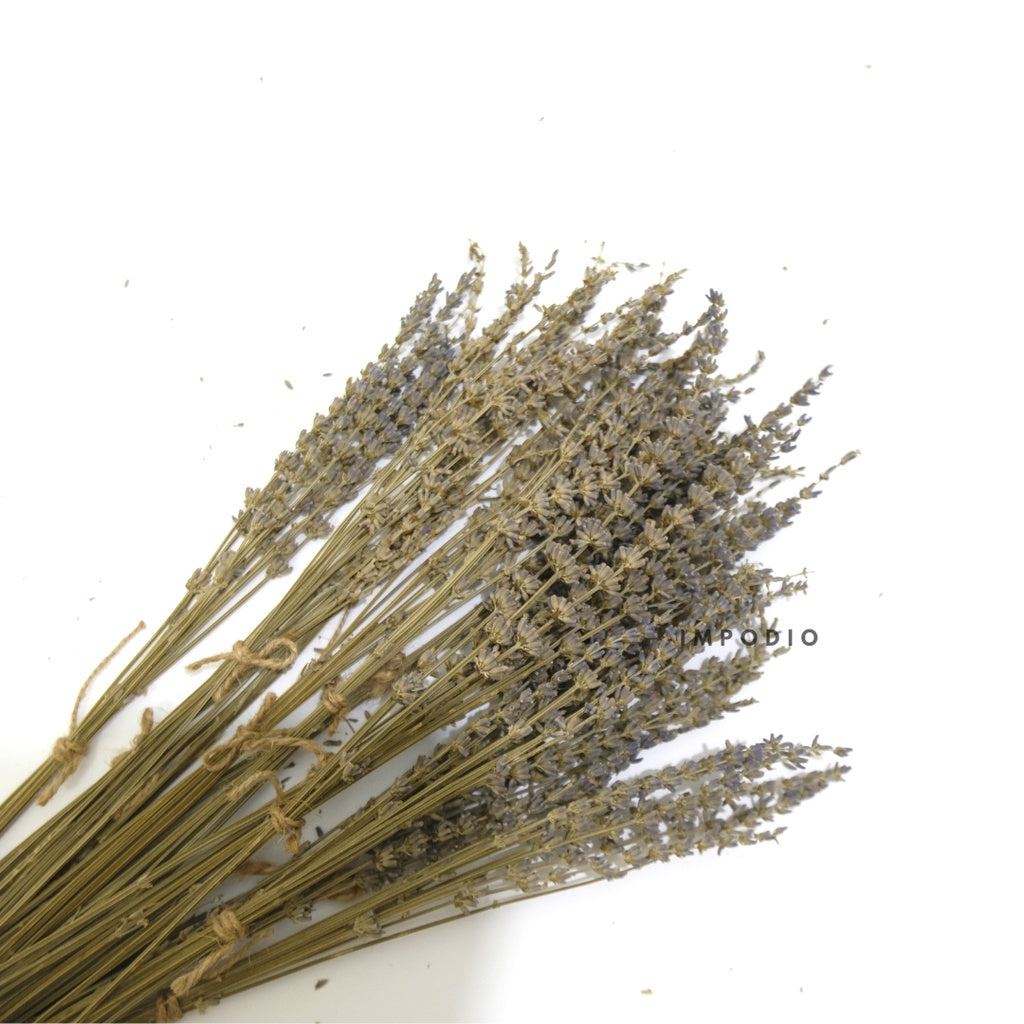 IMPODIO Bunga Lavender kering / dried lavender flower props foto