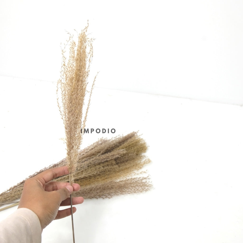 IMPODIO Dried Pampas / bunga kering / foto produk konten