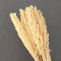 IMPODIO Bunga Cannel kering Dried flower photo props Cennel – Channel - tampak samping