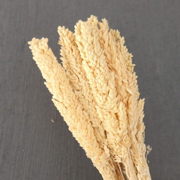 IMPODIO Bunga Cannel kering Dried flower photo props Cennel / Channel