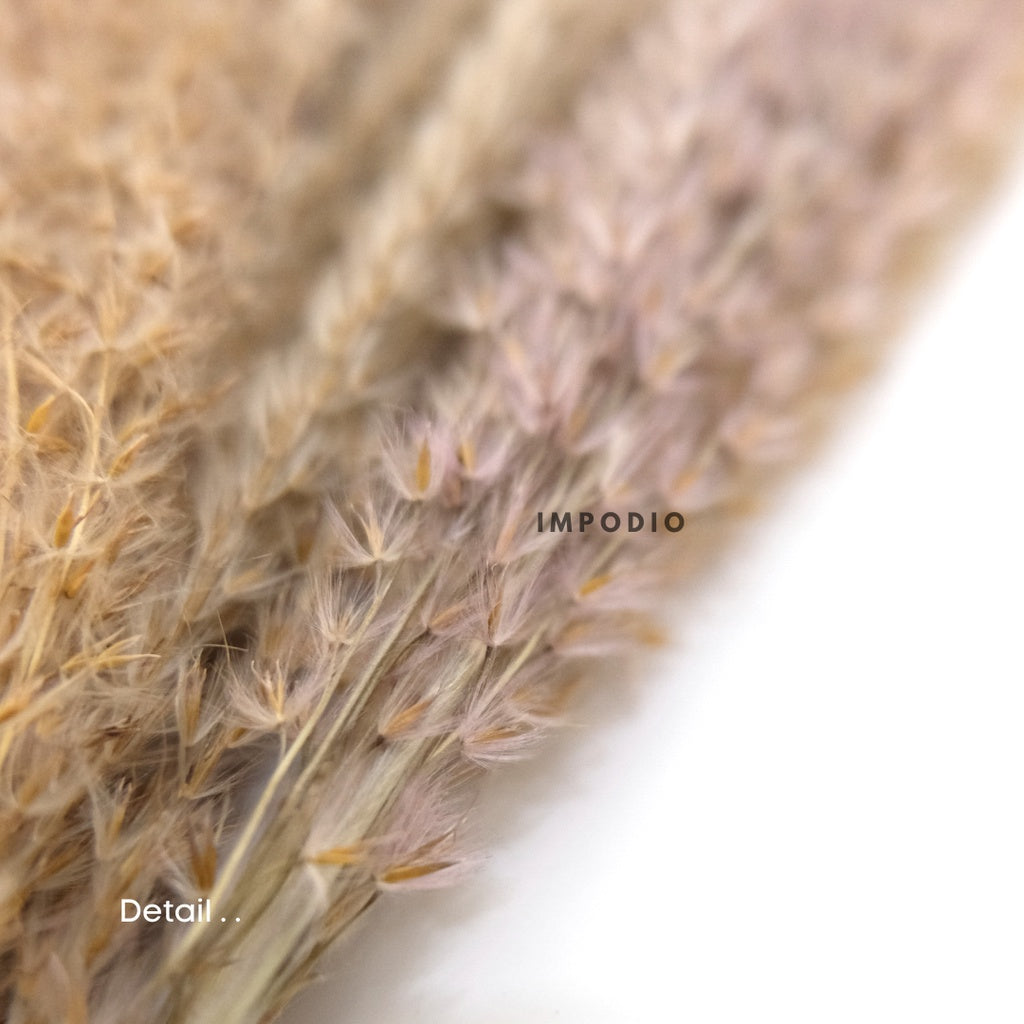 IMPODIO Dried Pampas / bunga kering / foto produk konten