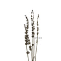 IMPODIO Bunga Lavender kering – dried lavender flower props foto - lifestyle