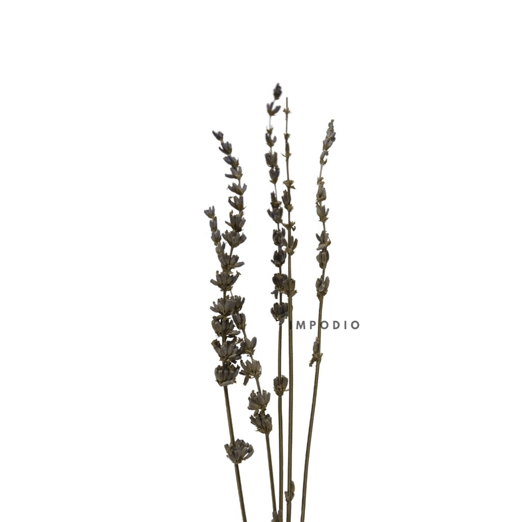 IMPODIO Bunga Lavender kering / dried lavender flower props foto