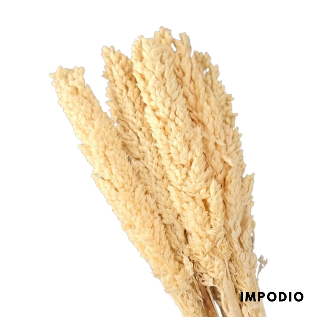 IMPODIO Bunga Cannel kering Dried flower photo props Cennel / Channel