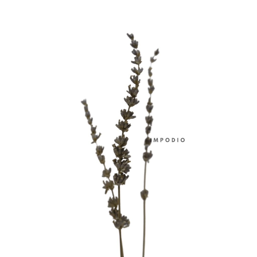 IMPODIO Bunga Lavender kering / dried lavender flower props foto