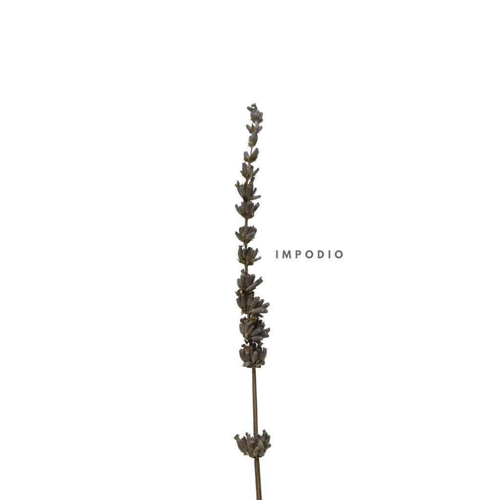 IMPODIO Bunga Lavender kering / dried lavender flower props foto