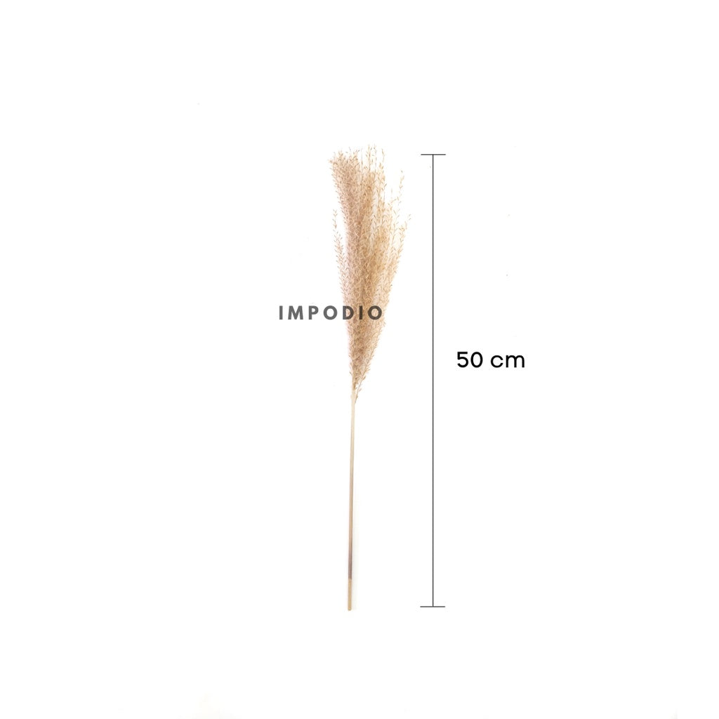 IMPODIO Dried Pampas / bunga kering / foto produk konten
