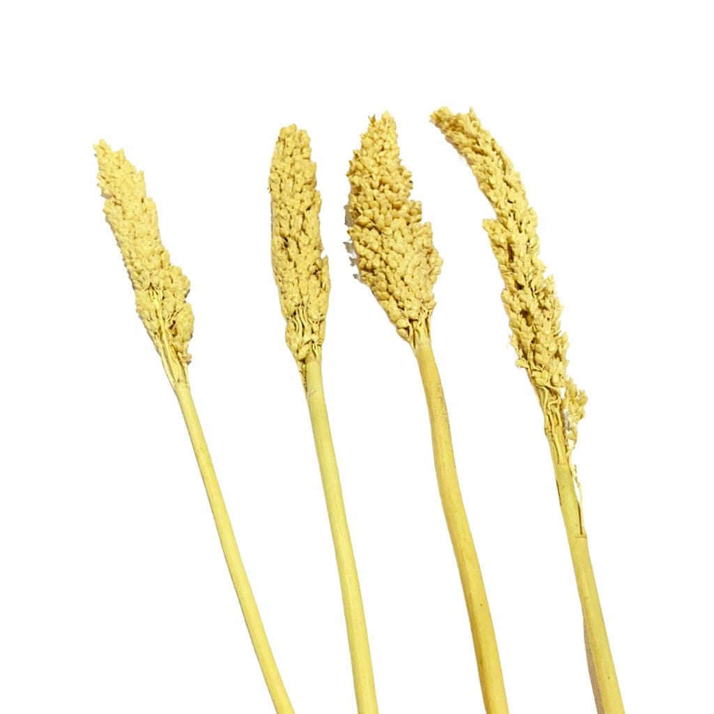 IMPODIO Bunga Cannel kering Dried flower photo props Cennel / Channel