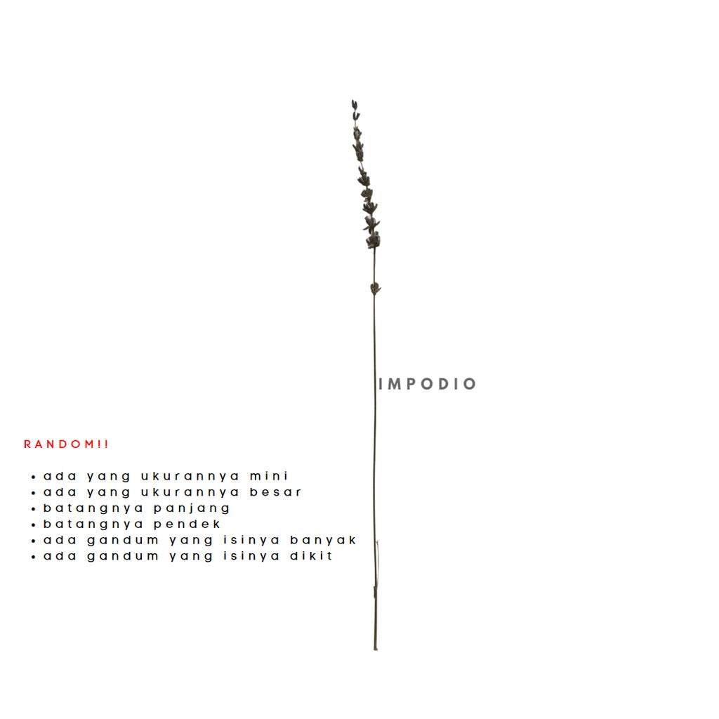 IMPODIO Bunga Lavender kering / dried lavender flower props foto