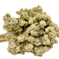 IMPODIO Dried flowers bunga kering rustic edelweis - props foto - tampak samping