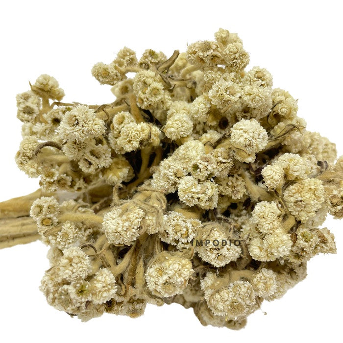IMPODIO Dried flowers bunga kering rustic edelweis - props foto