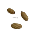 IMPODIO Natural Dried seed – Biji bentul bulat dan lonjong - close up