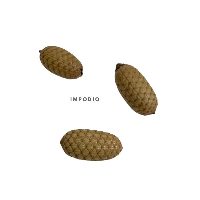 IMPODIO Natural Dried seed – Biji bentul bulat dan lonjong - close up