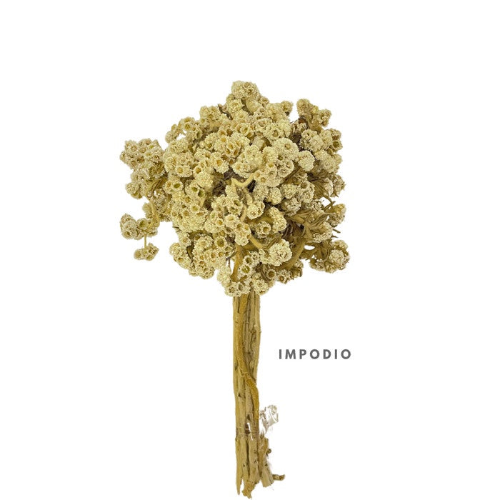 IMPODIO Dried flowers bunga kering rustic edelweis - props foto