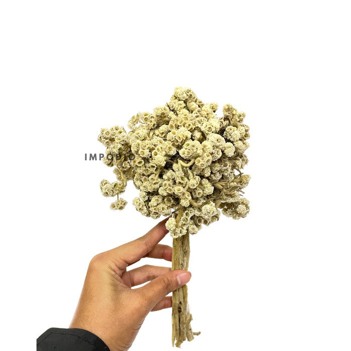 IMPODIO Dried flowers bunga kering rustic edelweis - props foto