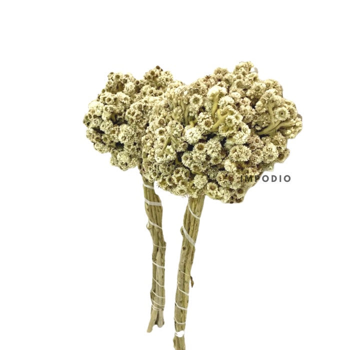 IMPODIO Dried flowers bunga kering rustic edelweis - props foto