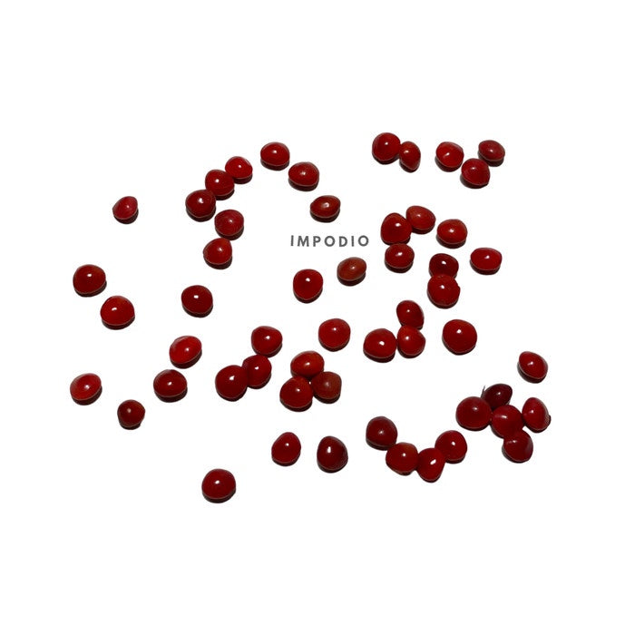 IMPODIO props foto biji merah 1 pak isi 50gram - properti photo